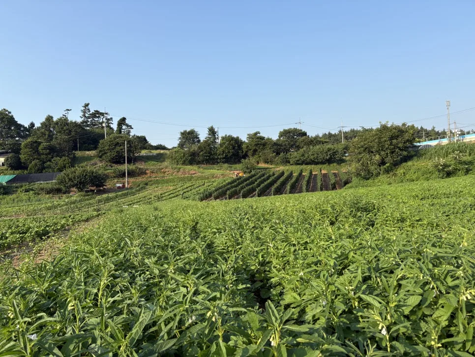 IMG_2017.JPG?type=w966