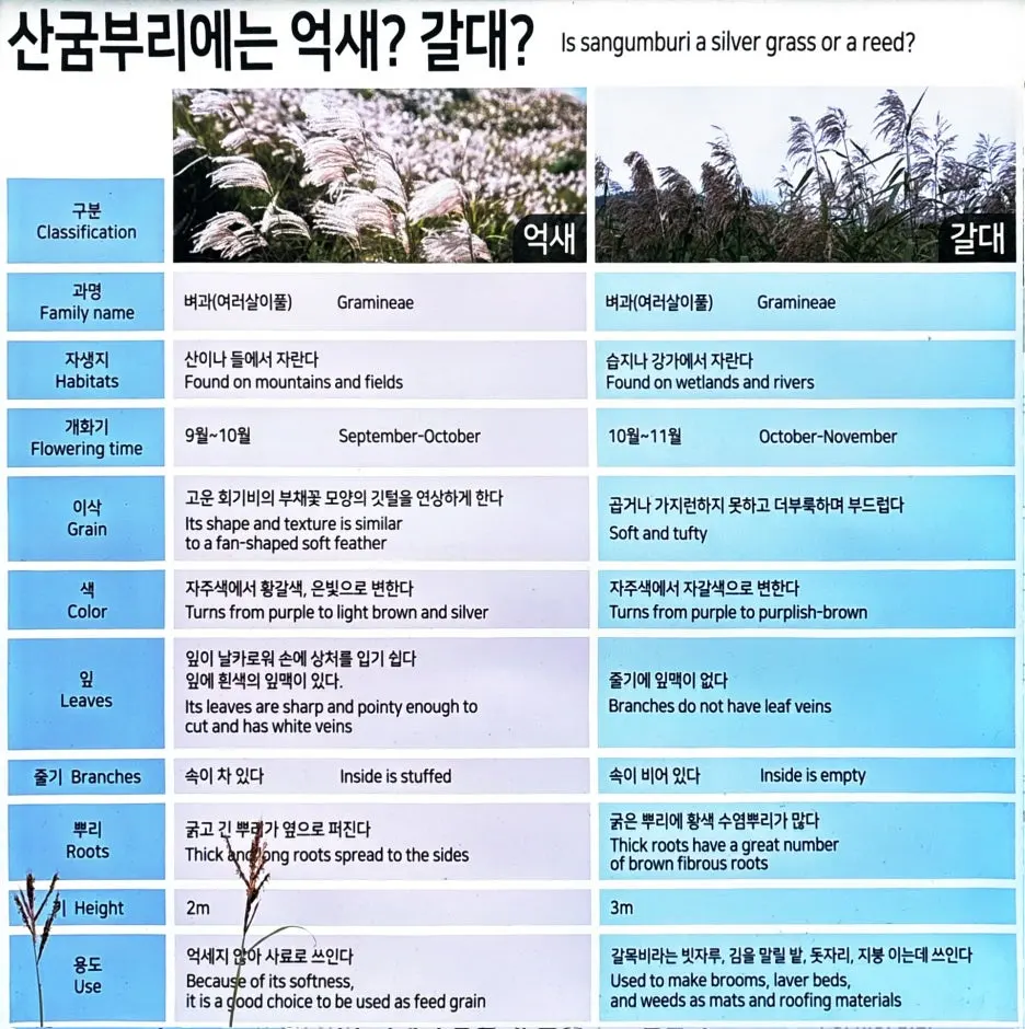 %EC%96%B5%EC%83%88%EC%99%80%EA%B0%88%EB%8C%80.jpg?type=w1