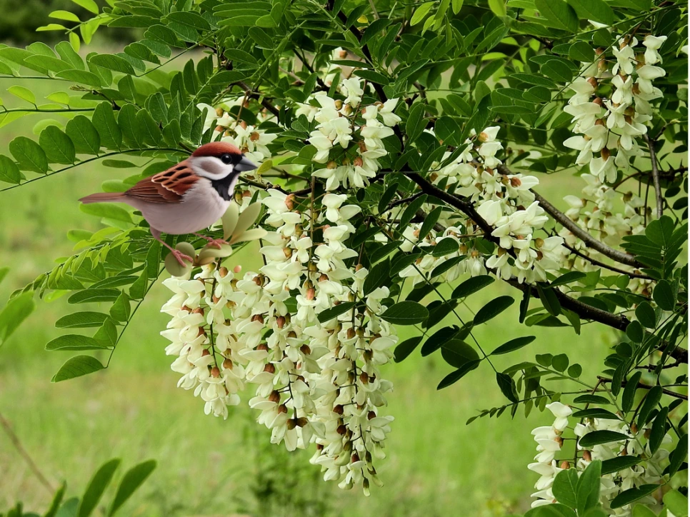 %EC%95%84%EC%B9%B4%EC%8B%9C%EC%95%84%EA%BD%83_%EA%B2%BD%ED%83%84_%EA%B8%80%EC%93%B0%EA%B8%B0%EC%B1%85%EC%93%B0%EA%B8%B0.png?type=w966