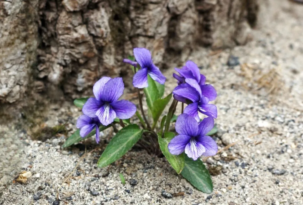 %EC%A0%9C%EB%B9%84%EA%BD%83_%EA%B0%99%EC%9D%80_%EC%82%B6_%EB%A6%B0%EC%B9%98%ED%95%80_%EC%84%9C%ED%8F%89_%EC%9D%B8%EC%83%9D_(4).jpg?type=w966