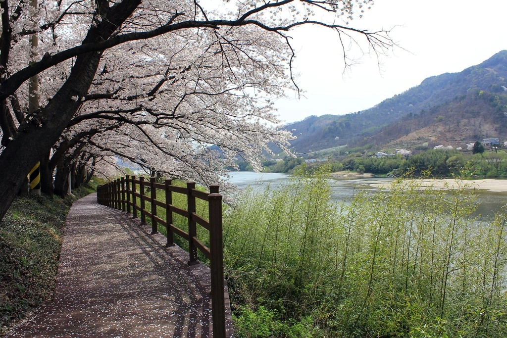 데크벚꽃길IMG_4515.JPG