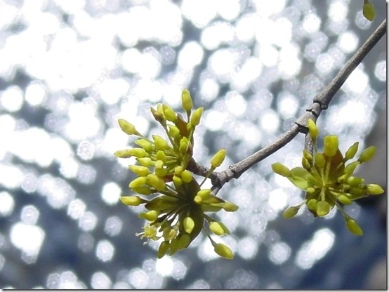 146D77484DF8668C0DB6CE