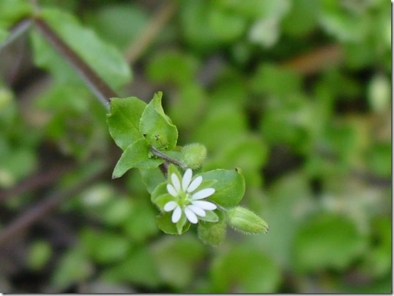 1901824C4DF8668E1DE1DD