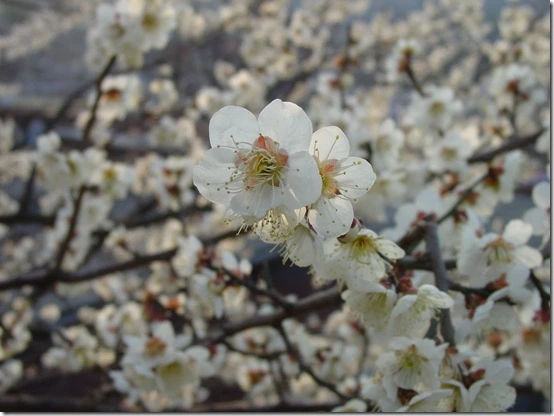 143BA4494DF866A115E100