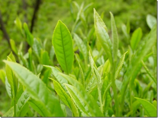 173C0D4A4DF866920BEE3E