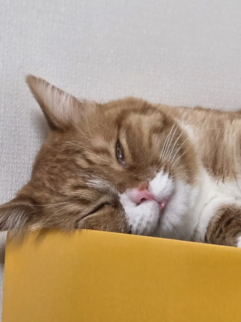 KakaoTalk_20250729_213223458.jpg?type=w773