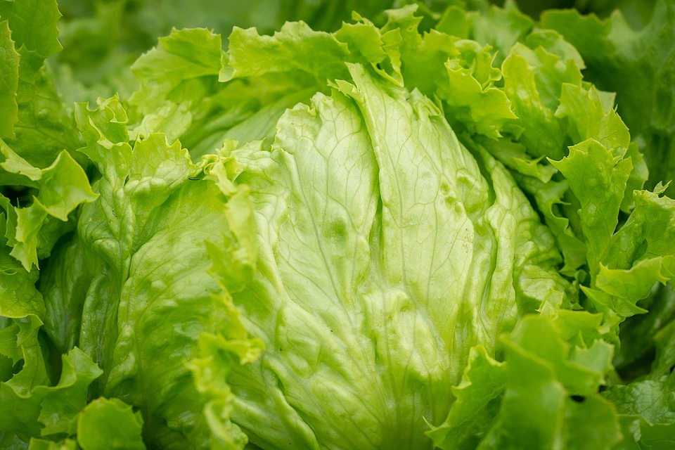 Salad-Iceberg-Lettuce-Head-Of-Lettuce-Raw-Healthy-3505392.jpg?type=w966