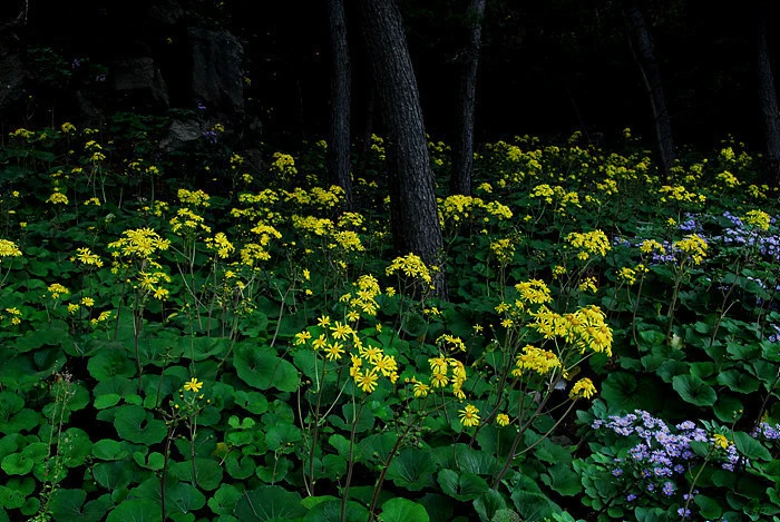 %ED%84%B8%EB%A8%B8%EC%9C%84%EA%BD%83.jpg?type=w966