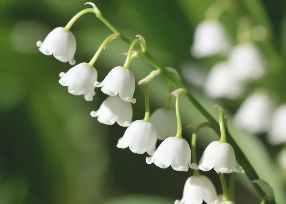 IMG_9290.jpeg?type=w966