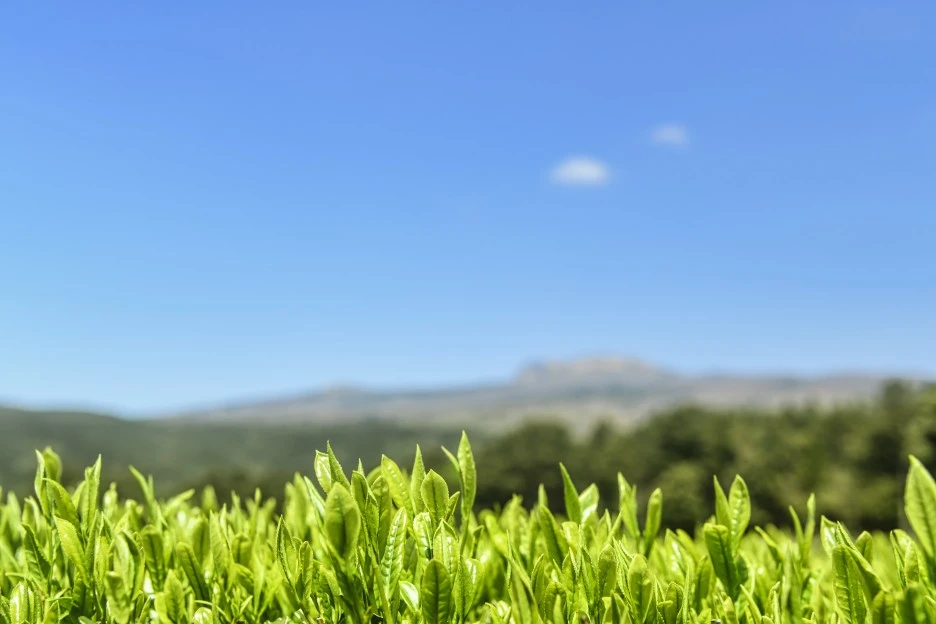 CK_tc00330000404.jpg?type=w1