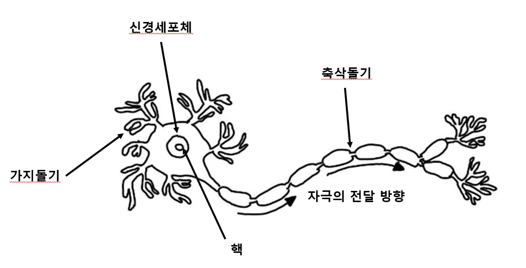 1-1_뉴런의구조-2.PNG