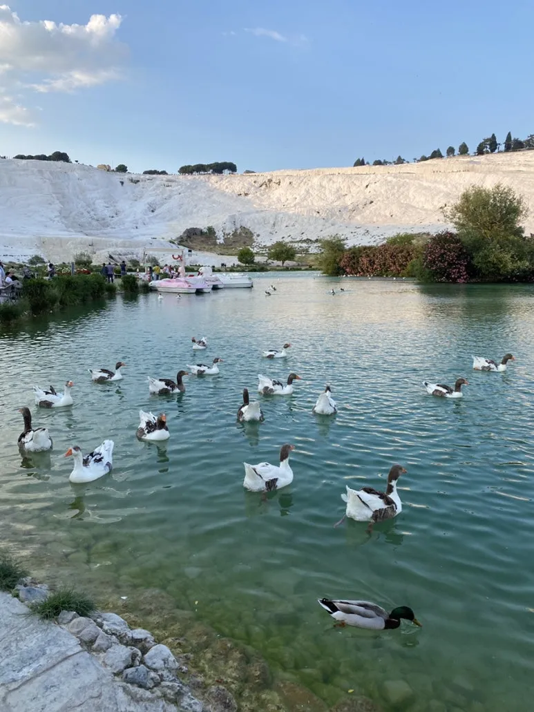 IMG_5198.JPG?type=w773