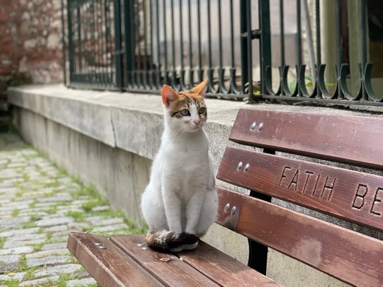 output_808361606.jpg?type=w773