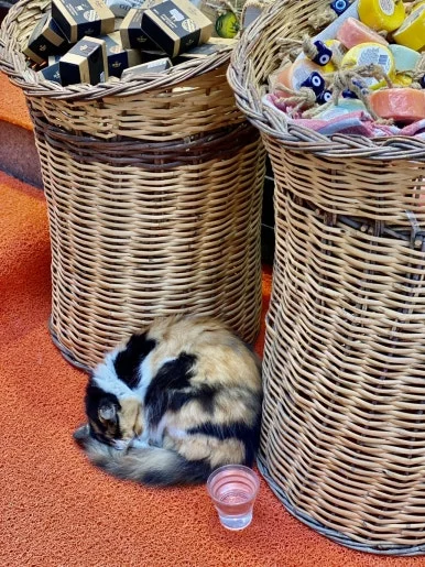 IMG_5580.jpg?type=w386