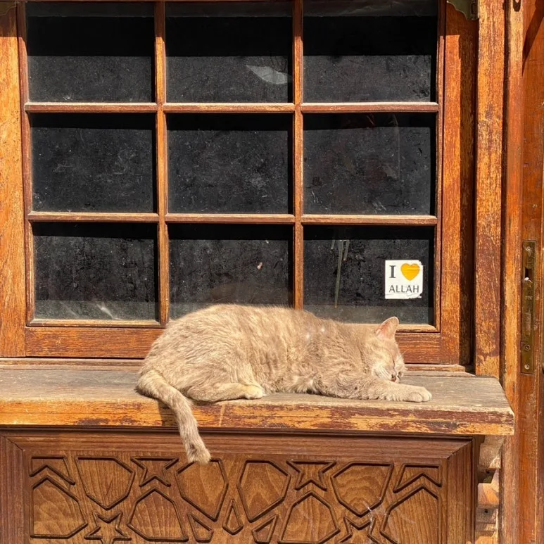 output_471610690.jpg?type=w773