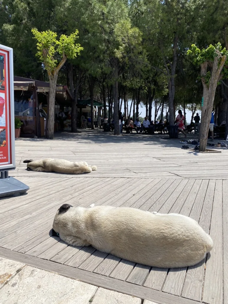 IMG_5353.JPG?type=w773