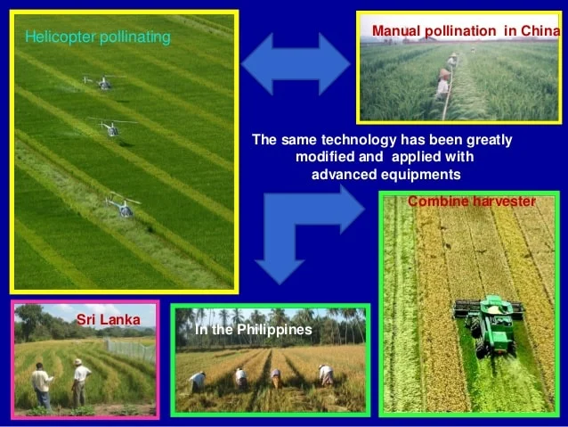 2012-chang-xiang-mao-hybrid-rice-development-in-and-outside-china-17-638.jpg?cb=1545294532