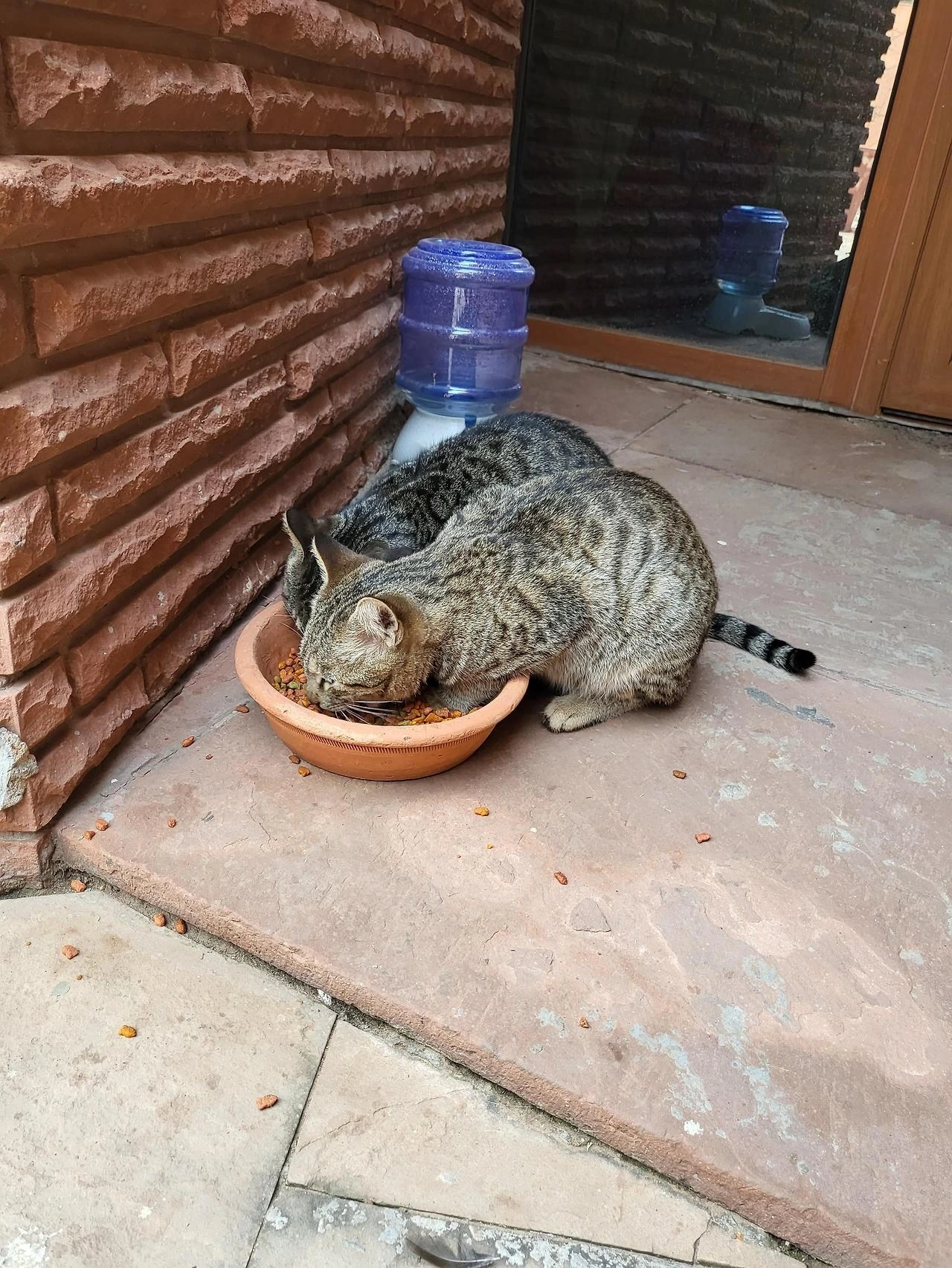 대사관-양양이.jfif