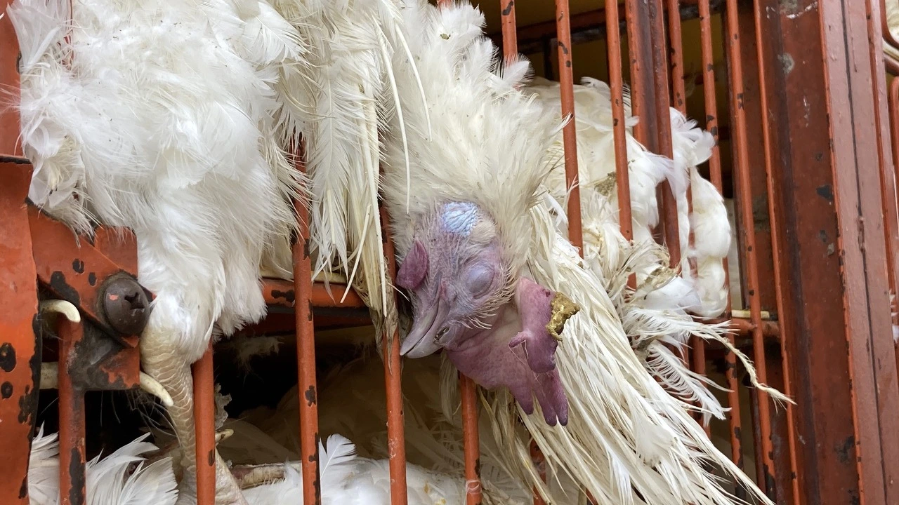 도살장 닭.jpeg