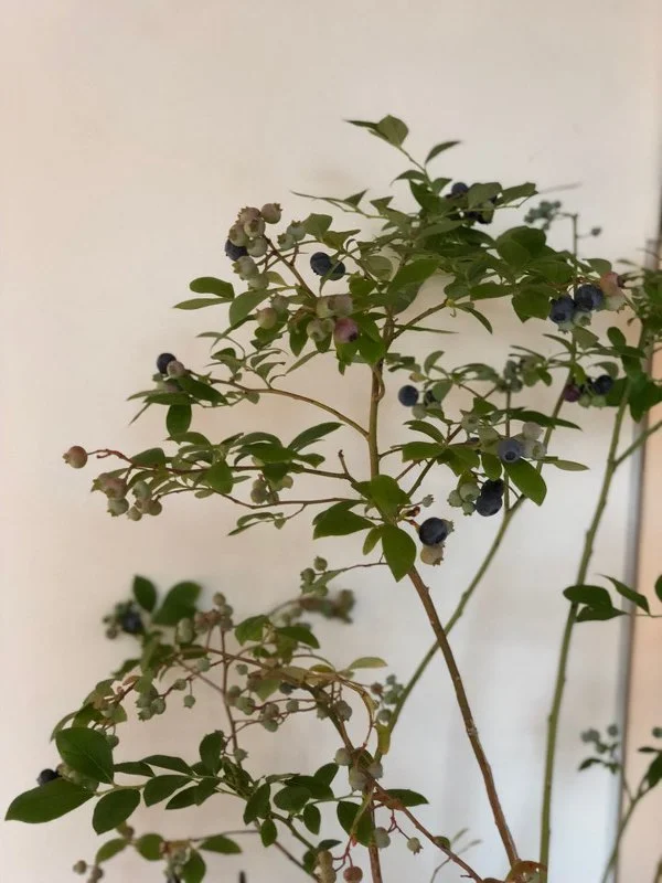 992426395B4A0A991DD636