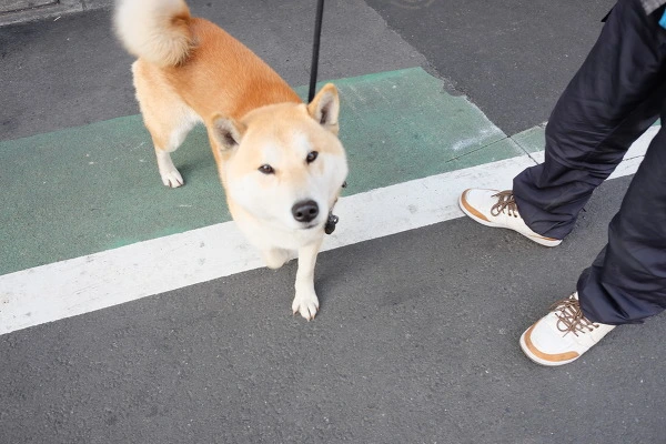 246FCF4E5895EA4D1A219A