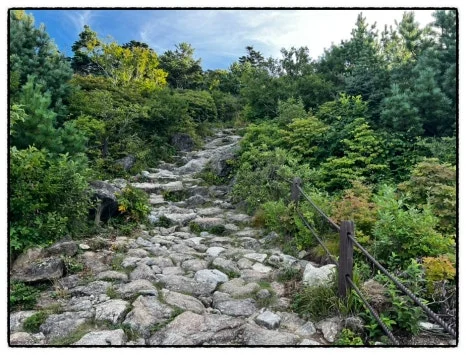 SE-7F2497CF-3D43-465C-8032-C5558BD798FC.jpg?type=w466