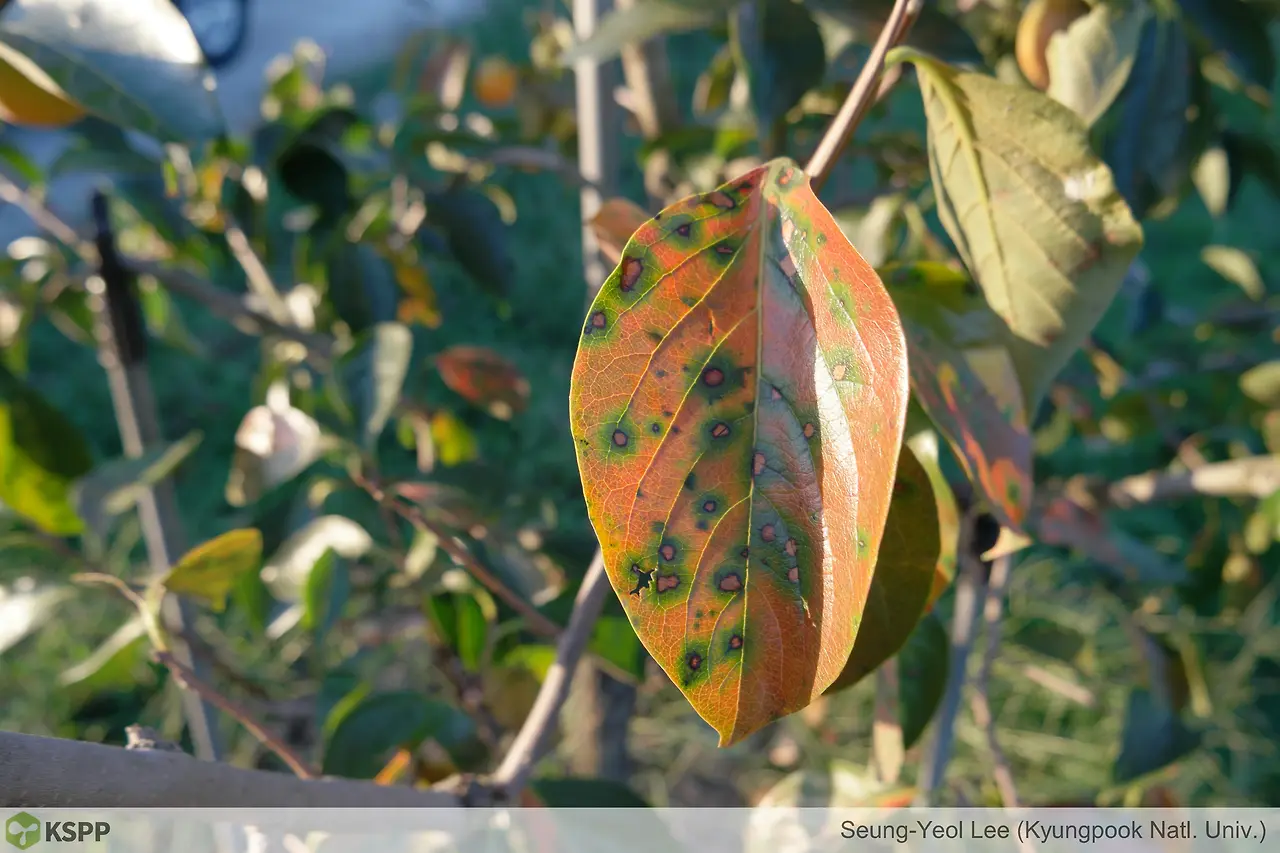 1. 감 둥근무늬낙엽병 -1.JPG
