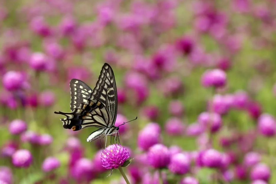 angel-pink-3672049_1280.jpg?type=w1