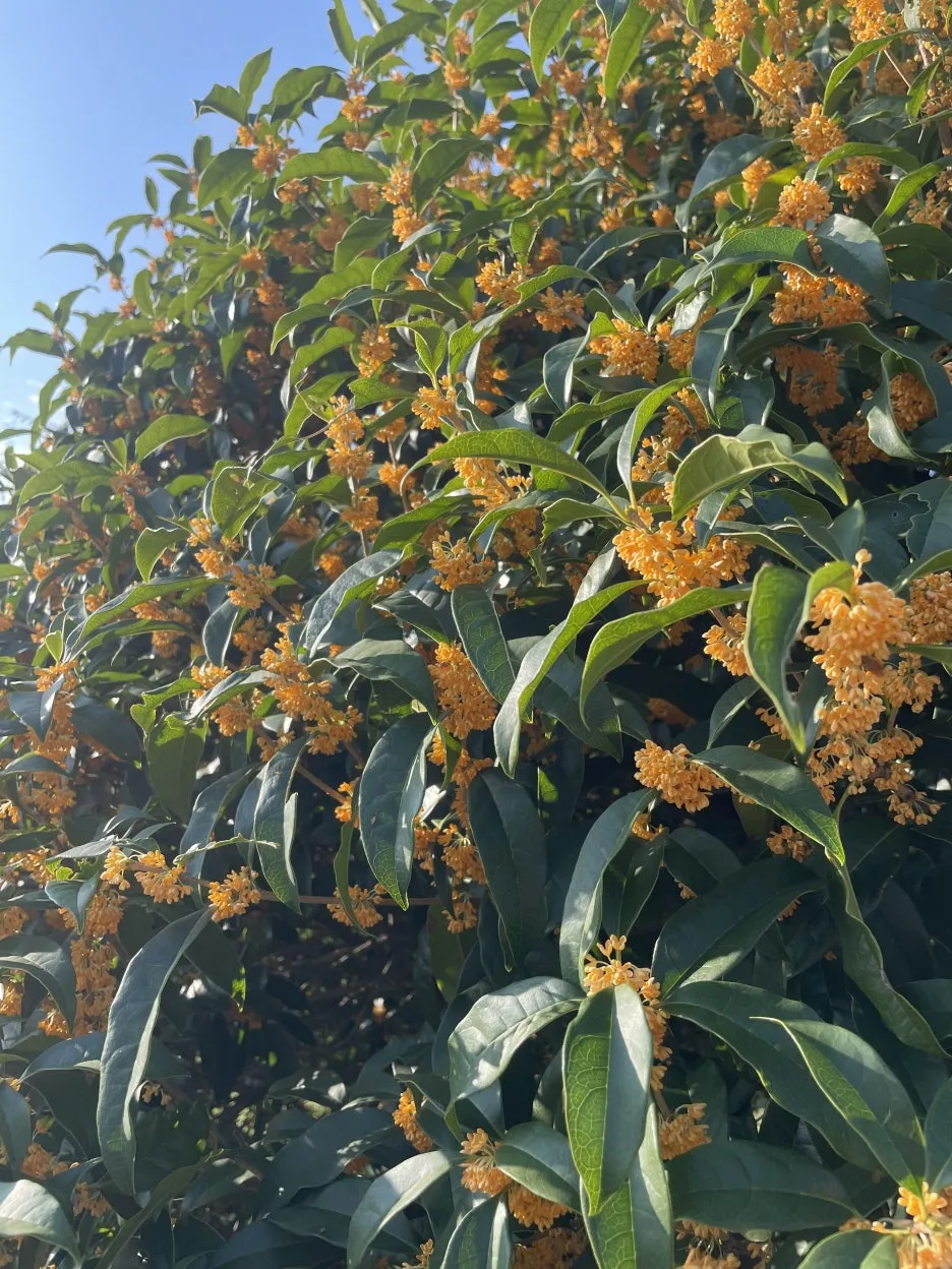 IMG_3117.jpeg?type=w1