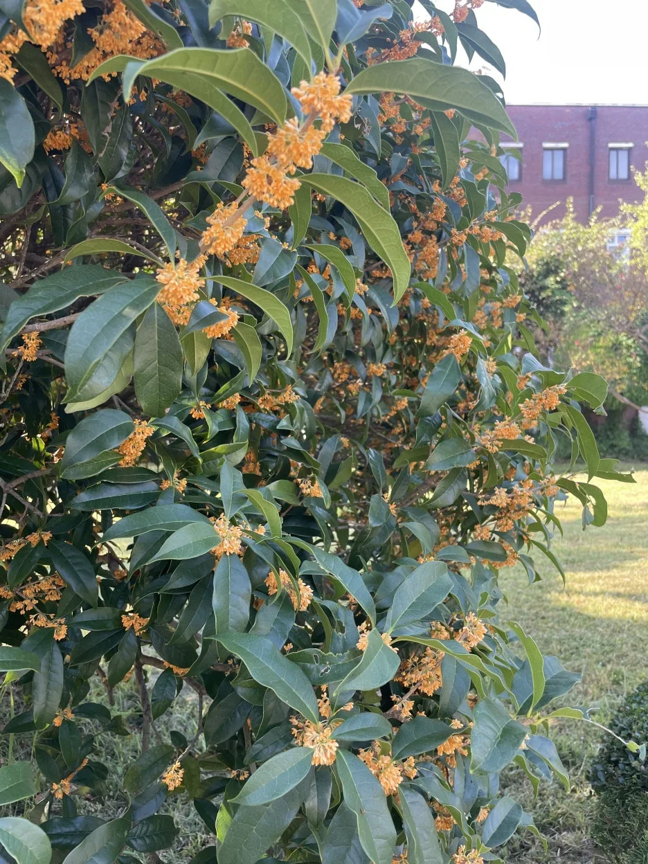 IMG_3123.jpeg?type=w1