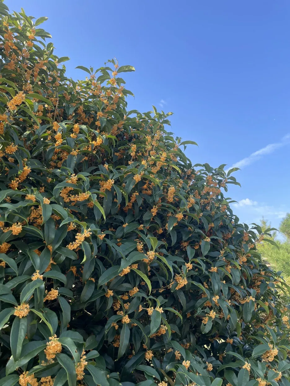 IMG_3119.jpeg?type=w1