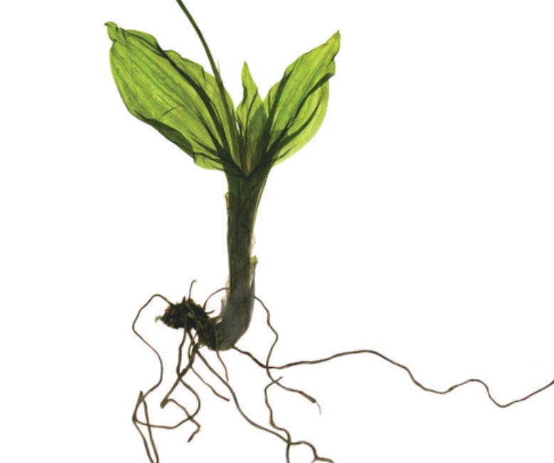 새우란 뿌리.PNG