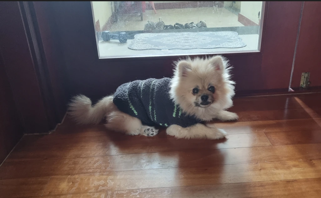 만복이 일상.PNG