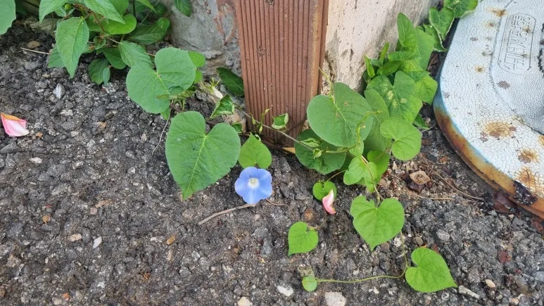 %EB%B0%91%EB%B0%94%EB%8B%A5%EC%97%90_%ED%95%80_%EA%BD%83_.jpg?type=w773