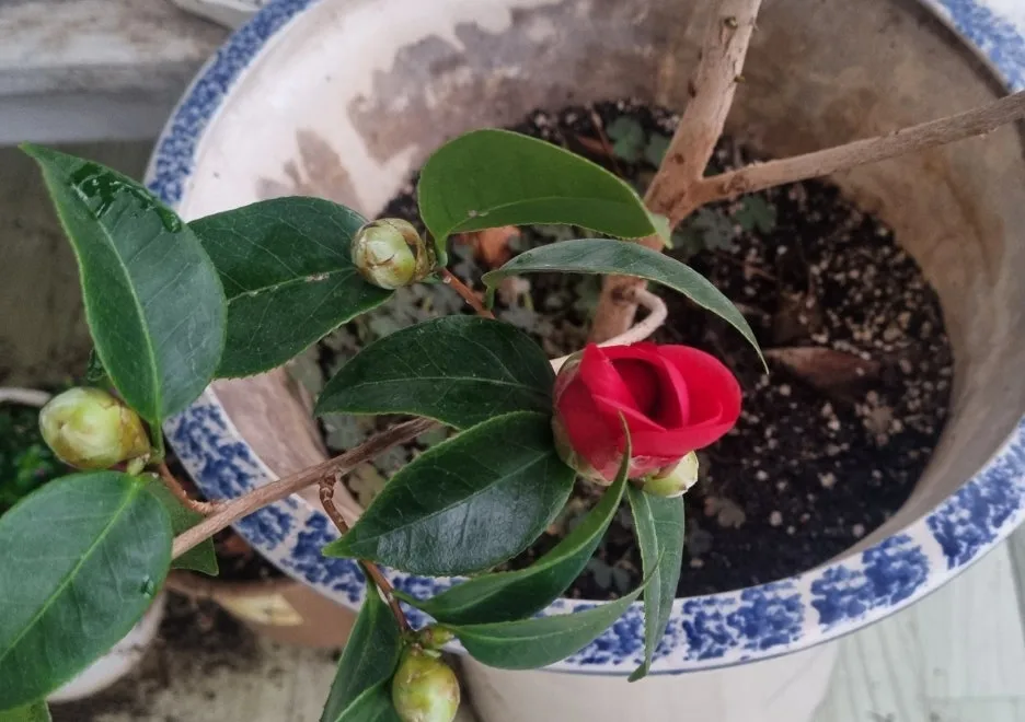 SE-17d7e4c2-7133-4108-9260-7c395c6666de.jpg?type=w1