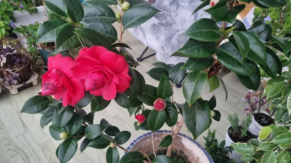 %EB%8F%99%EB%B0%B1%EA%BD%83_%EC%82%AC%EC%A7%84_.jpg?type=w1