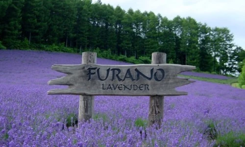 ?src=%22https%3A%2F%2Fblogthumb.pstatic.net%2FMjAxODA2MDNfMjUw%2FMDAxNTI3OTgzMzUzMzc1.dEXNqbUSzFxROz5AVPBBFSDSu2dmyNa2mSiz8DgAwZsg.VUcIEp-JdC05JLyTSC_kUSUl4TohBbixrRZBjScSK4Qg.JPEG.jhunkim319%2F%25B6%25F3%25BA%25A5%25B4%25D9_11-0.jpg%3Ftype%3Dw2%22&type=ff500_300