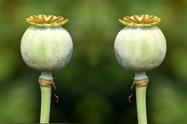 poppy-capsules-2492015_640.jpg?type=w1200