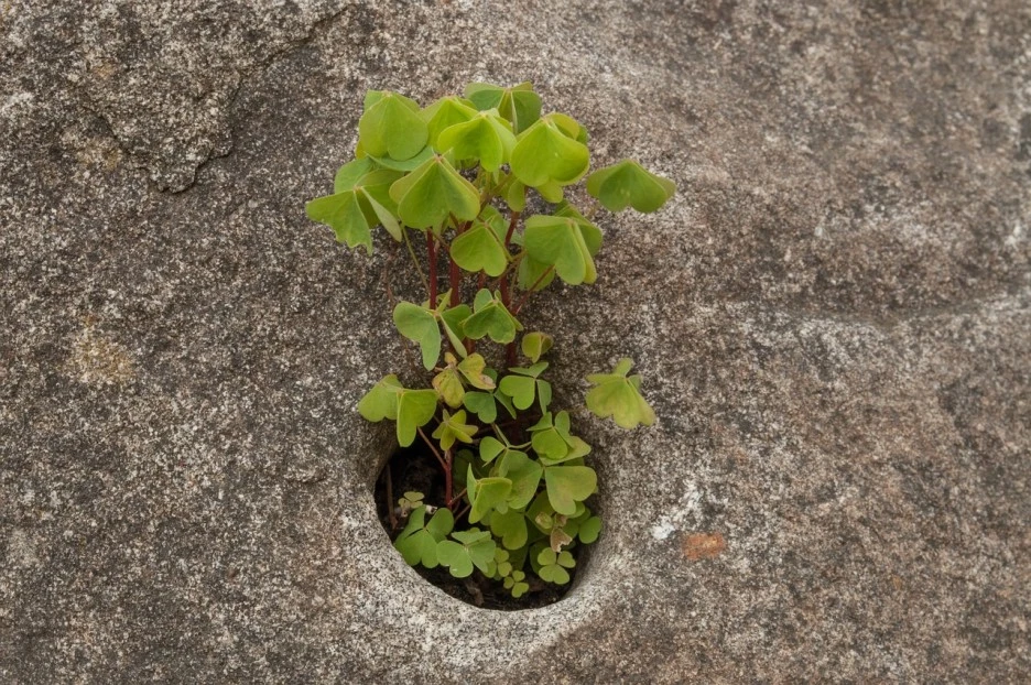 grow-5242168_1280.jpg?type=w1