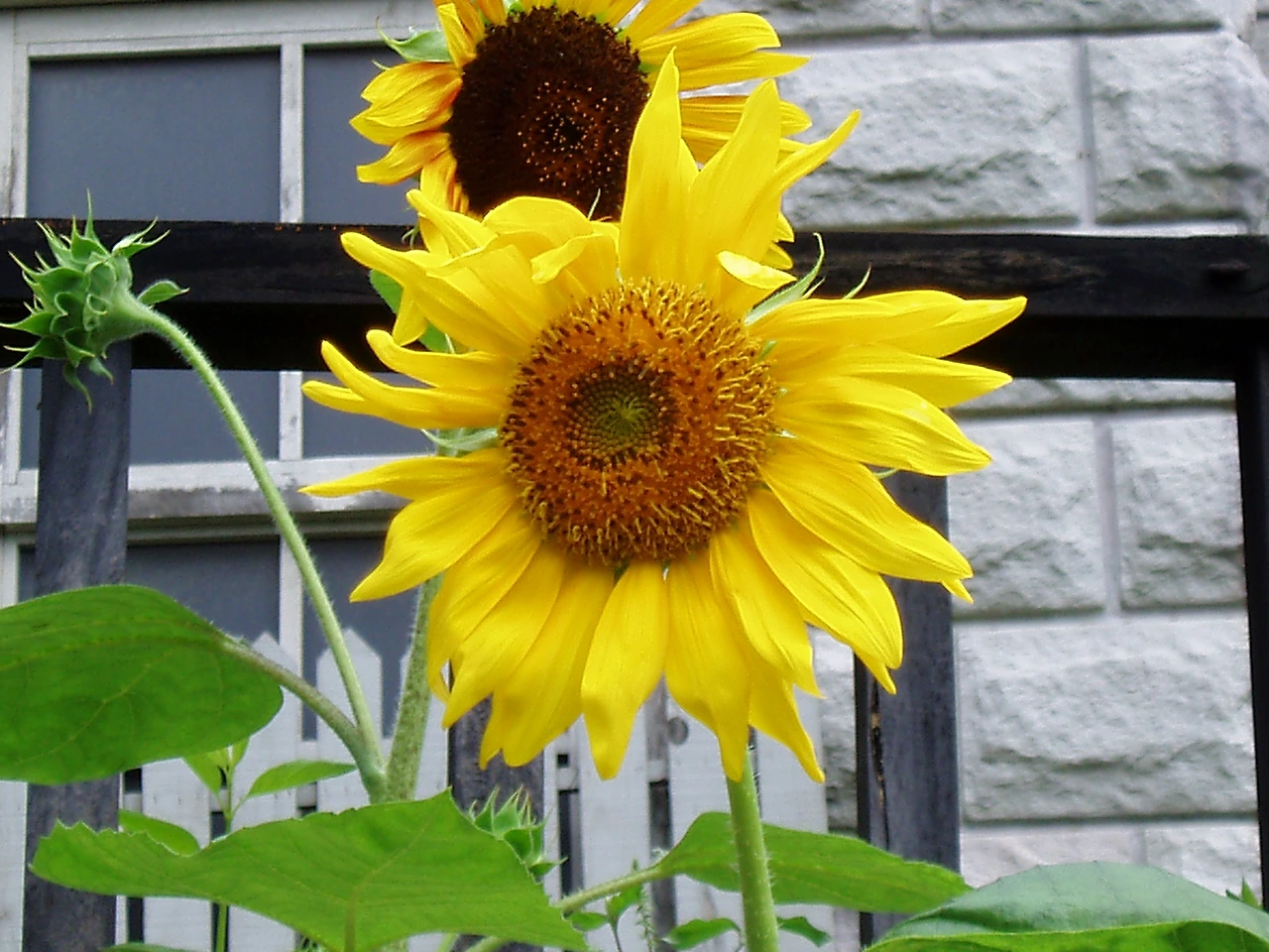 ○▶Love♡Book◀○[61] - 커피를 마시는 해바라기 -.JPG