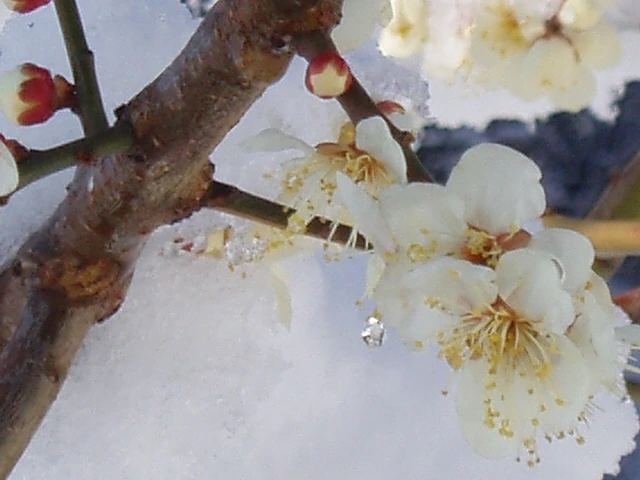 ○▶Love♡Book◀○[20] - 순수.. -.JPG