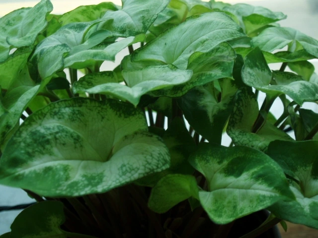 ○▶Love♡Book◀○[63] - 먼지 쌓인 잎사귀... -.JPG