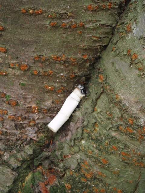 ○▶Love♡Book◀○[35] - 나무 - .JPG