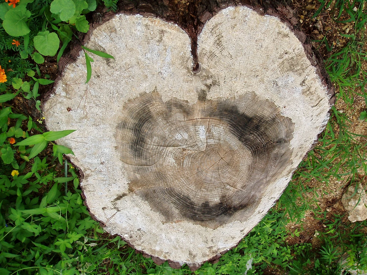 ○▶Love♡Book◀○[182] - 나무가 사랑을 말한다. -.JPG