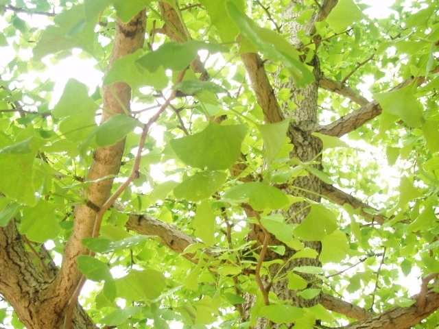 ○▶Love♡Book◀○[37] - like & love -.JPG