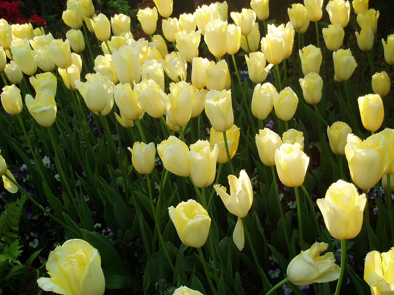 ○▶Love♡Book◀○[185] - 변하지 않는 꽃 -.JPG