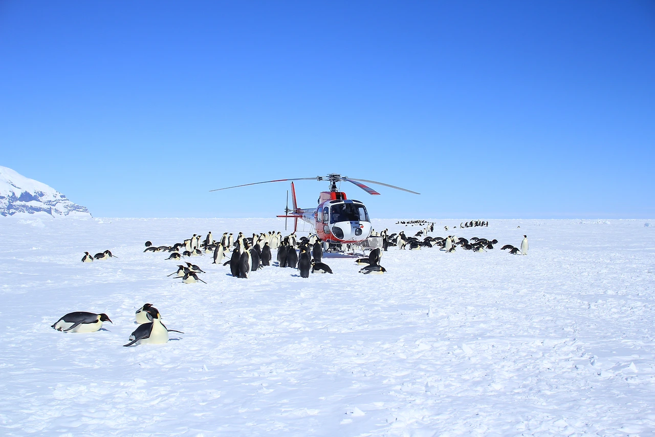 3.3. 헬기에 몰려드는 황제펭귄.JPG