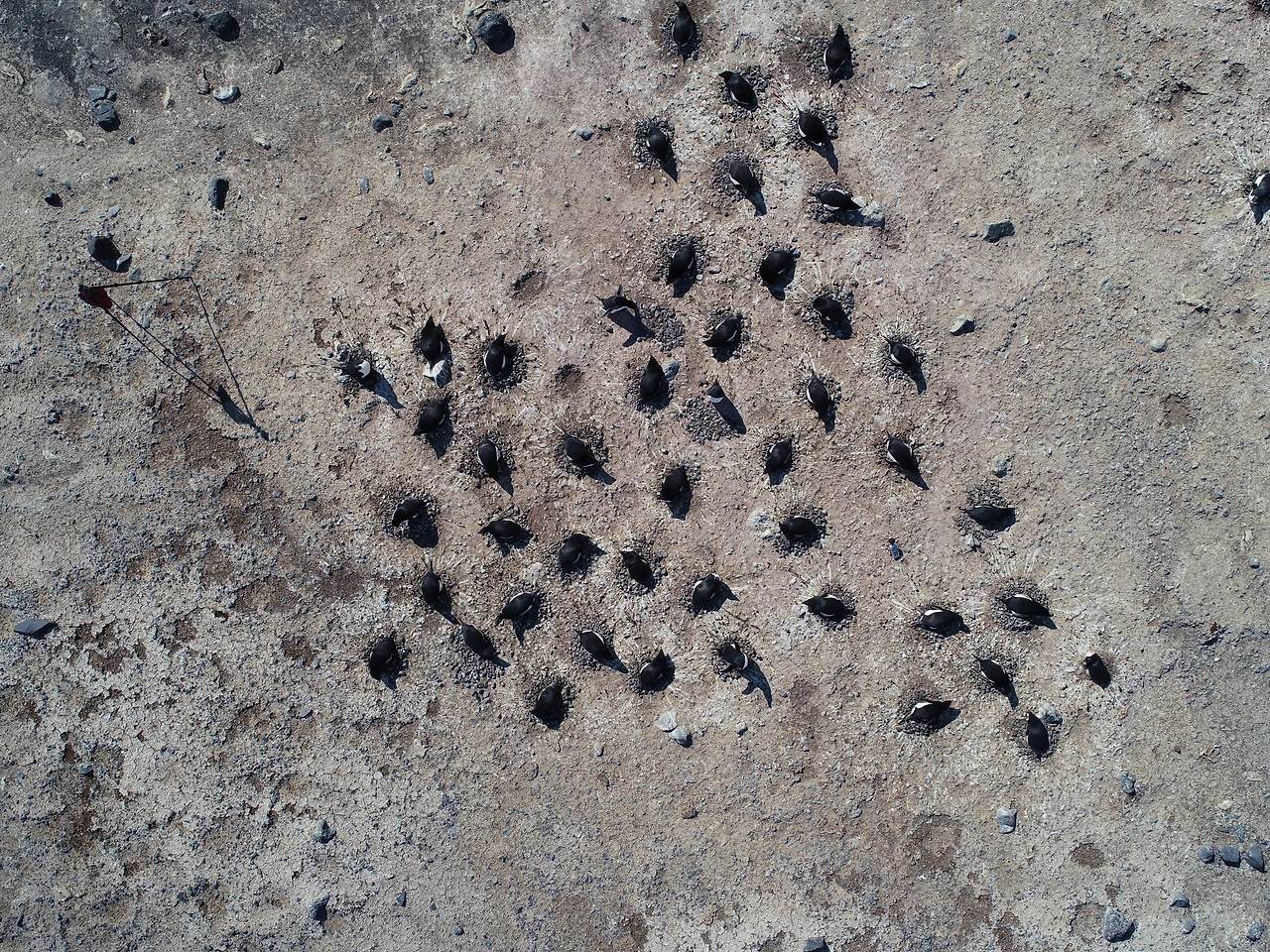 7.2.드론으로 찍은 아델리펭귄번식지사진.JPG