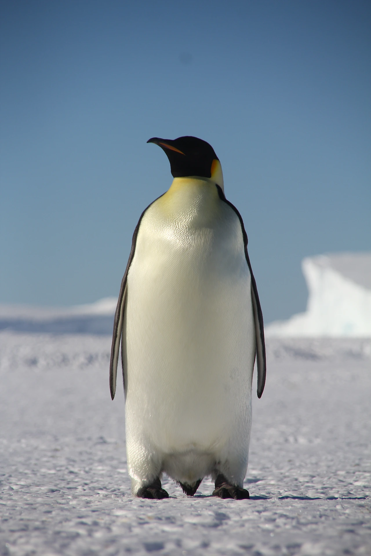 황제펭귄.JPG