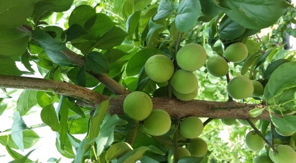 2476613D572AE5BC17C99E